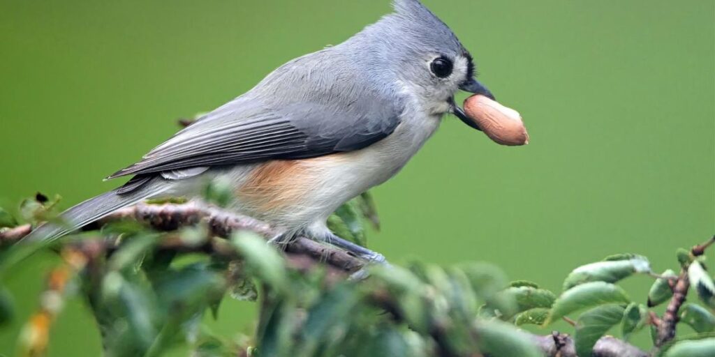 Are Nuts Safe For Wild Birds