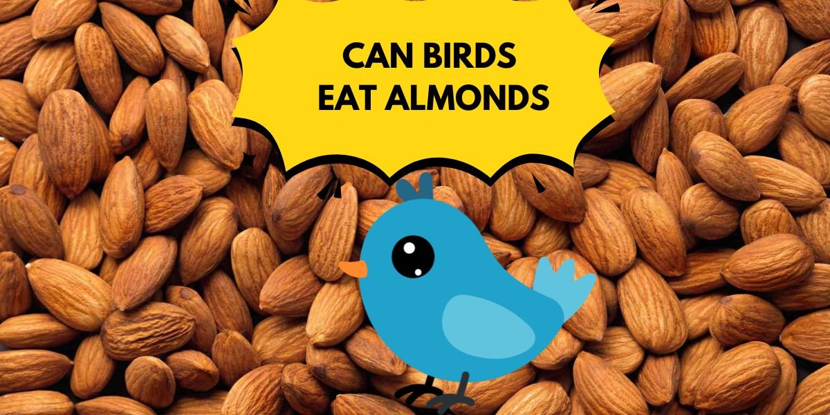 Can Birds Eat Almonds