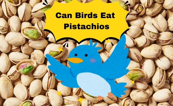 Can Birds Eat Pistachios