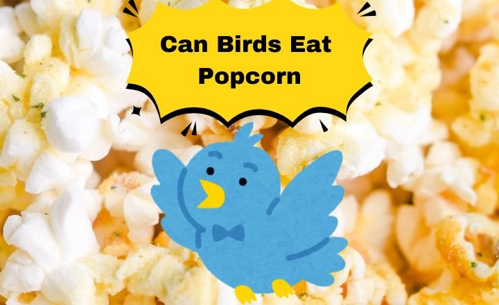 Can Birds Eat Popcorn