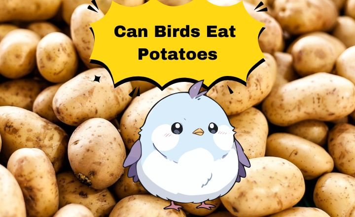 Can Birds Eat Potatoes