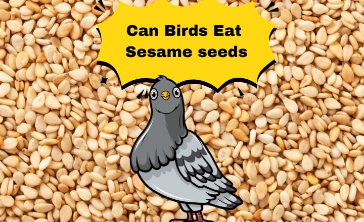 Can Birds Eat Sesame Seeds