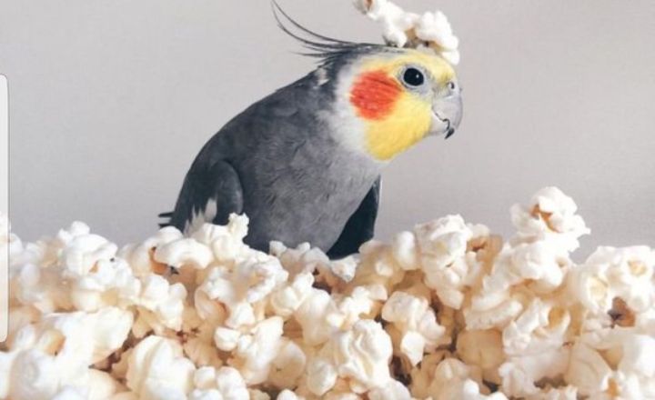 Can Birds Eat Unpopped Kernels