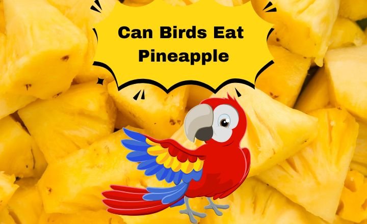 Can Birds Eat pineapple