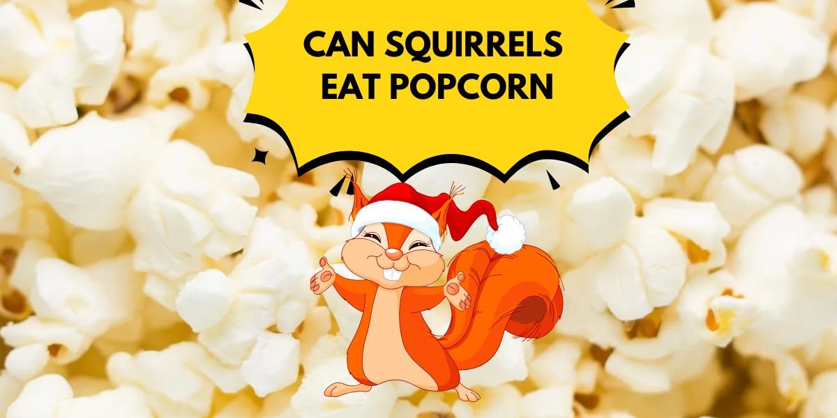 Can Squirrels Eat Popcorn