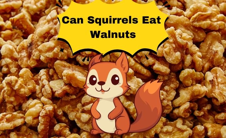 Can Squirrels Eat Walnuts