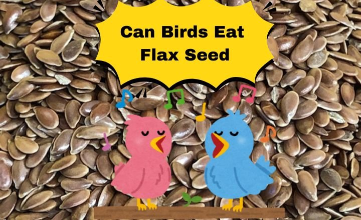 Can birds eat flax seed