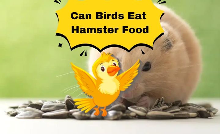 Can birds eat hamster food