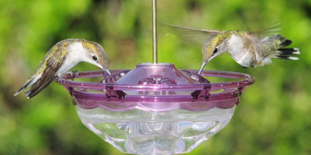 Consider Hummingbird Feeders
