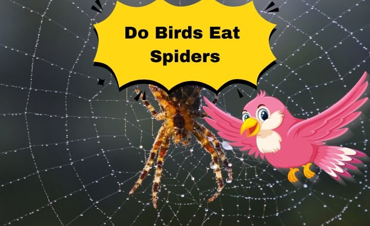 Do Birds Eat Spiders