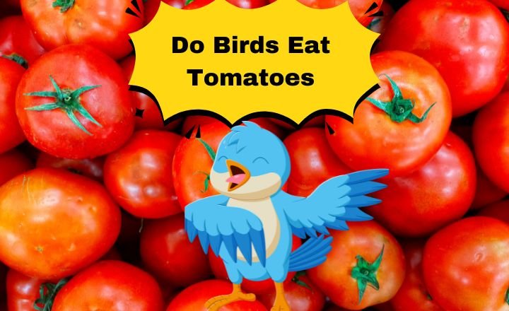 Do Birds Eat Tomatoes
