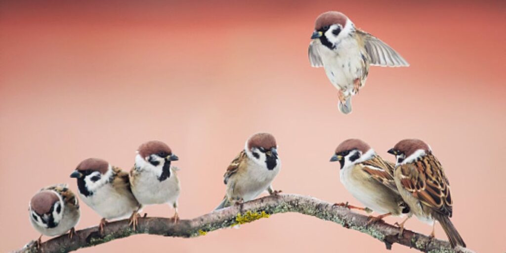 Host of sparrows