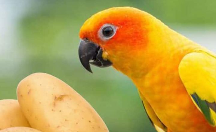 Nutritional Value of Potatoes for Birds
