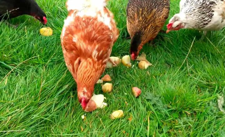 Precautions When Feeding Potatoes to Birds