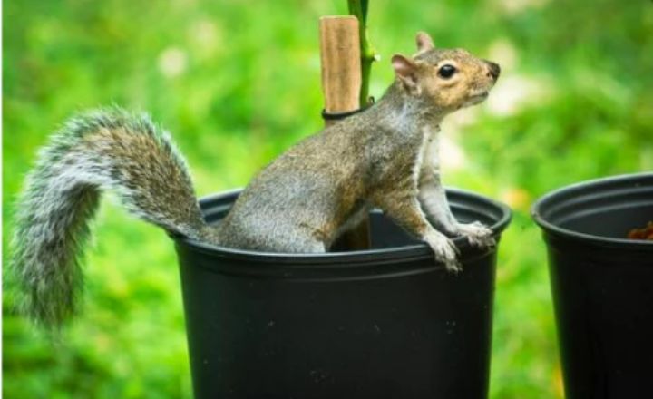 Squirrel Anti-Predator Strategies