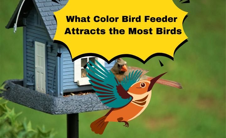 What Color Bird Feeder Attracts the Most Birds