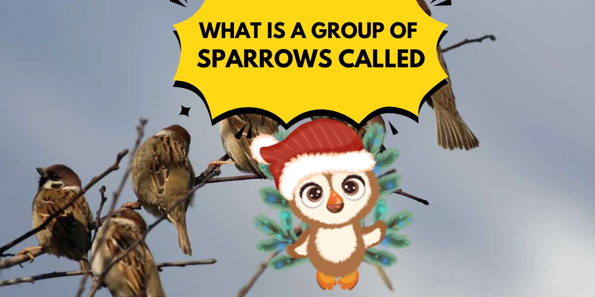 What Is A Group Of Sparrows Called