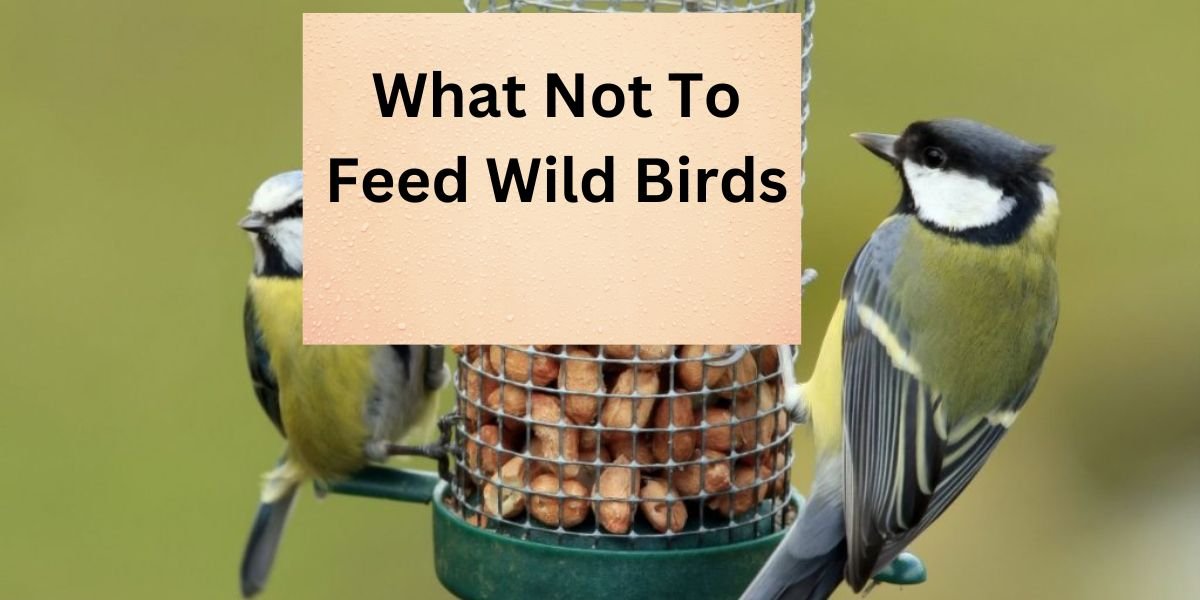 What Not To Feed Wild Birds