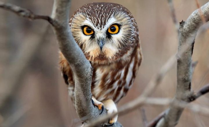 birds that eat squirrels