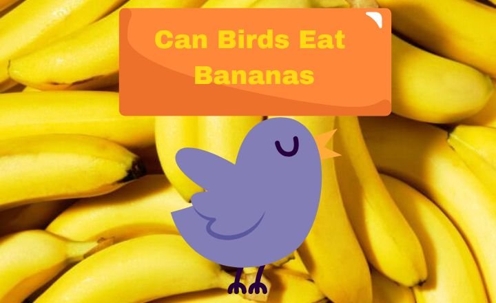 can birds eat bananas