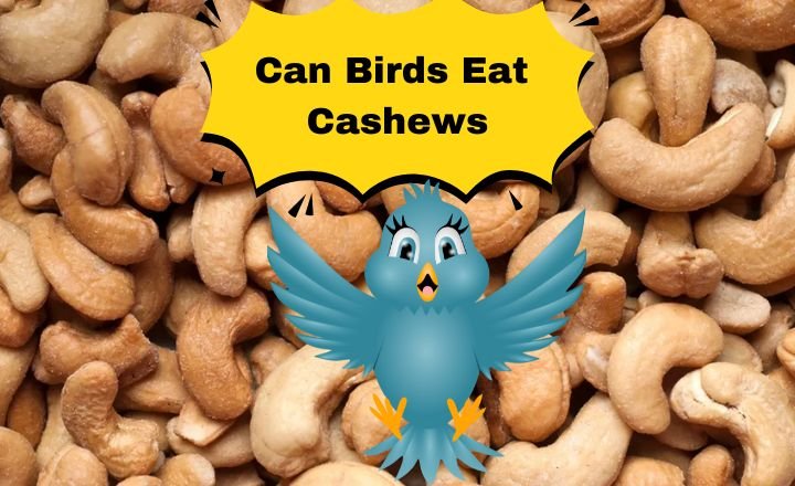 can birds eat cashews