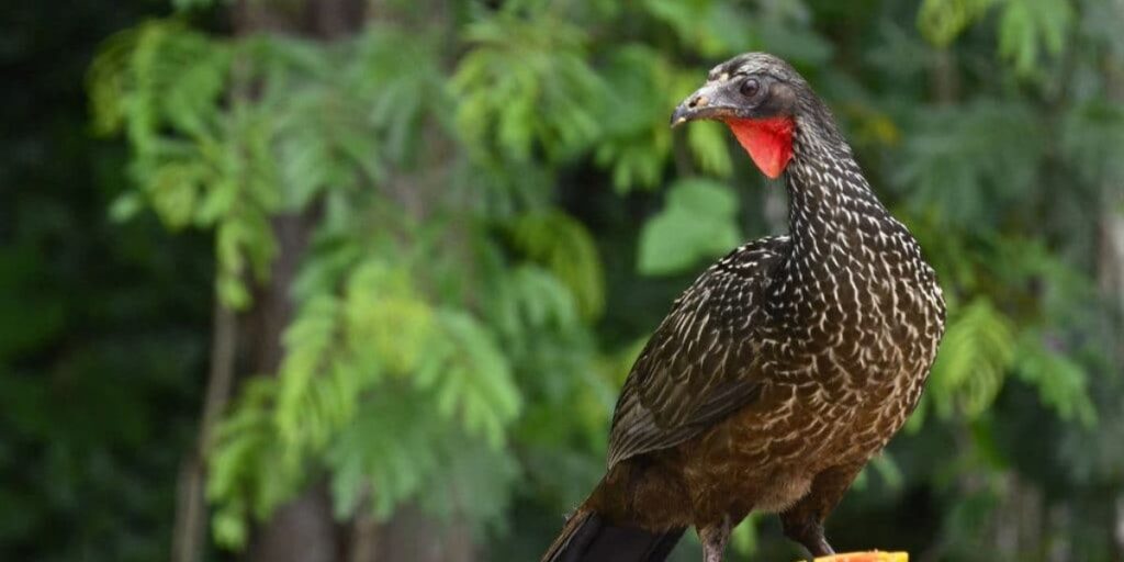 can birds eat coffee beans