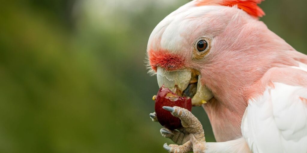 can birds eat xylitol