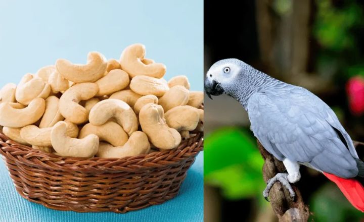 can birds have cashews