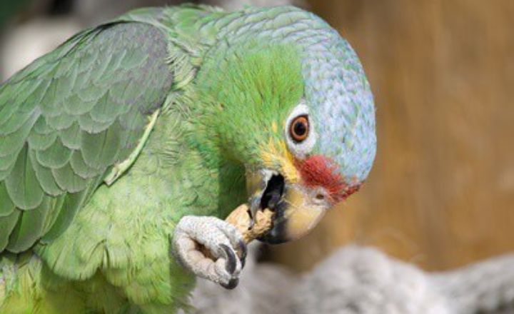 can parrots eat cashews