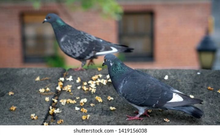 can pigeon eat popcorn