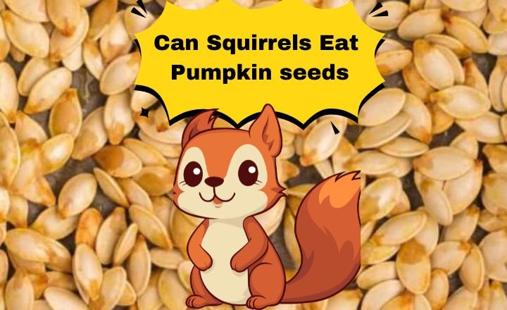 can squirrels eat pumpkin seeds
