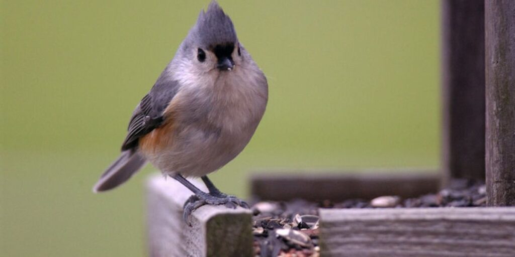 can titmice eat almonds