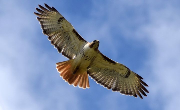 do Red-tailed Hawks Eat squirrels