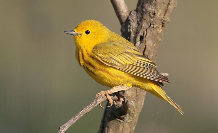 do Warblers eat spiders