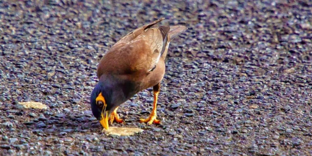 do birds eat chewing gum