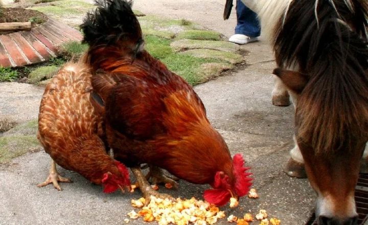 do birds eat popcorn kernels
