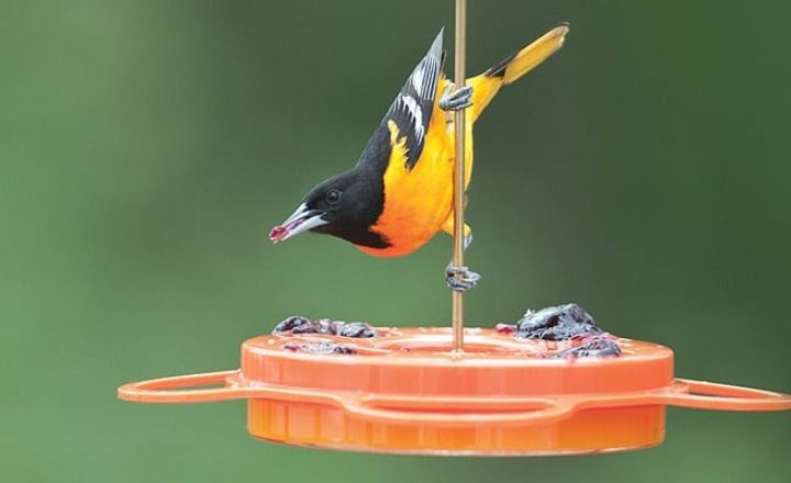 do orioles eat tomatoes
