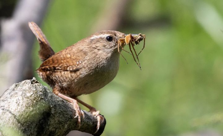 do robins eat spiders