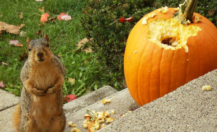 do squirrels eat pumpkin seeds