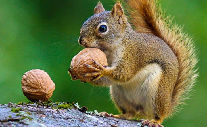 do squirrels like walnuts