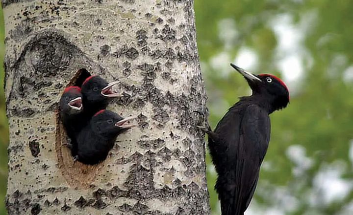 do woodpeckers eat spiders