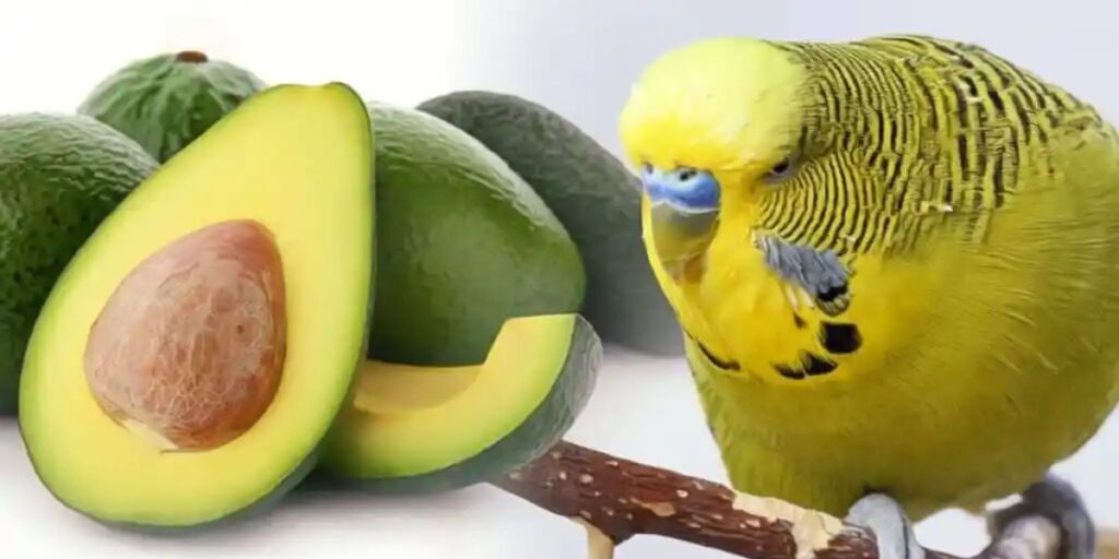 how much avocado will kill a bird