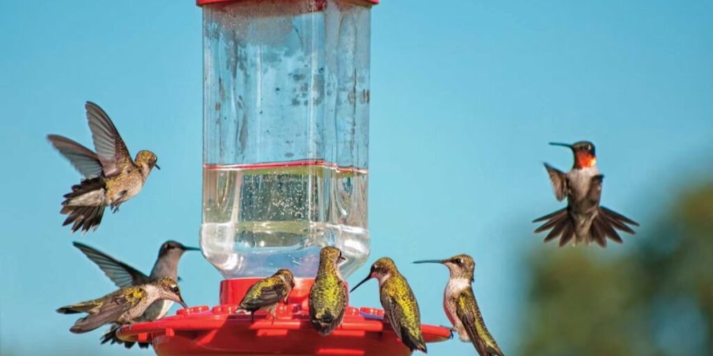 how to save money on bird seed