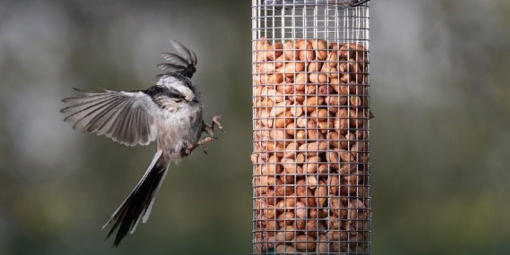 how to save on bird supplies