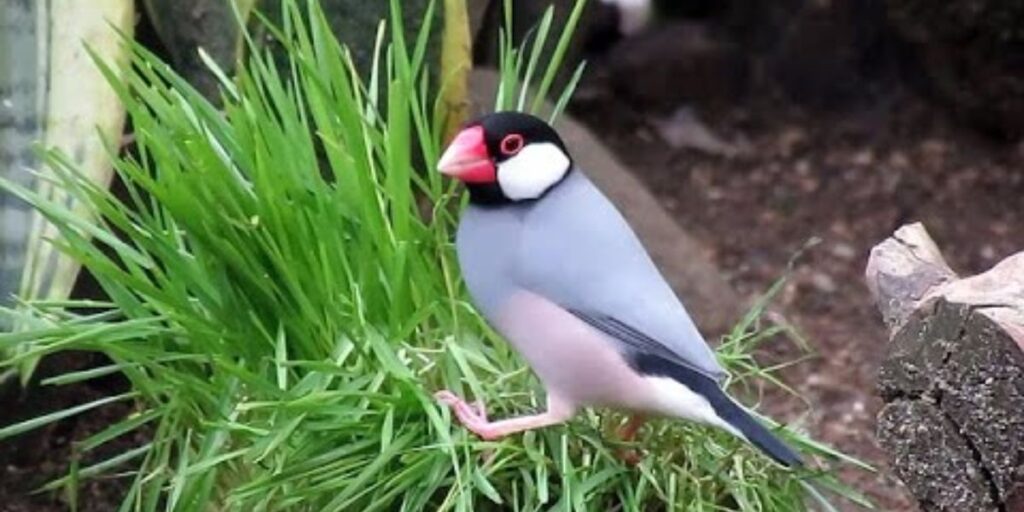 is celery good for wild birds