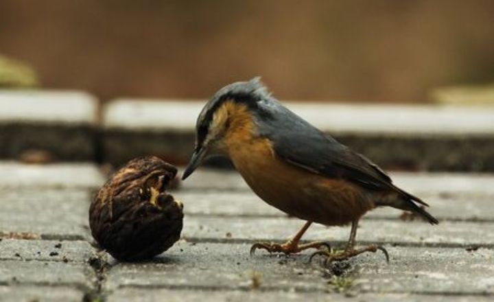 nuthatches eat cashew nuts