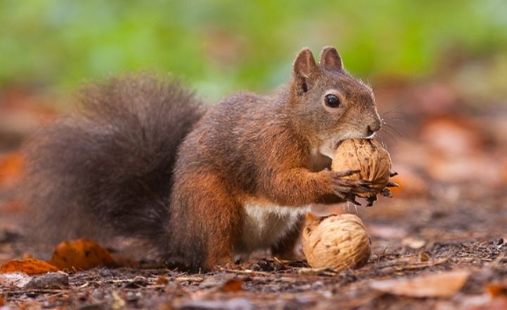nuts to feed squirrels