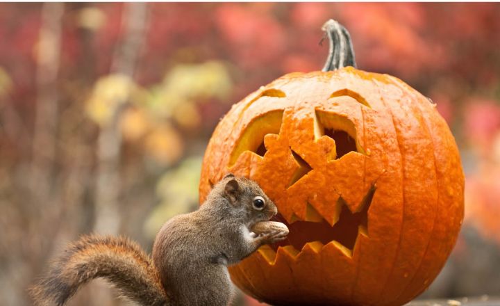 pumpkin seeds for squirrels