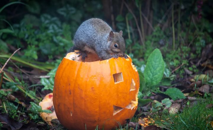 squirrel pumpkin seeds