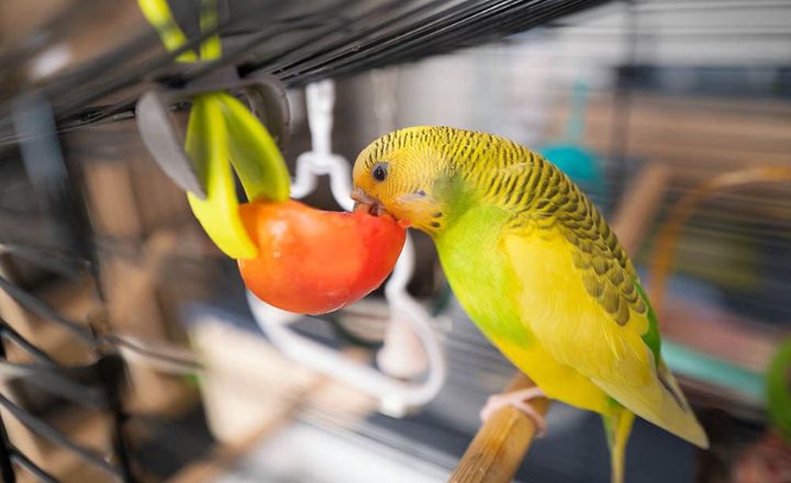 will birds eat tomatoes